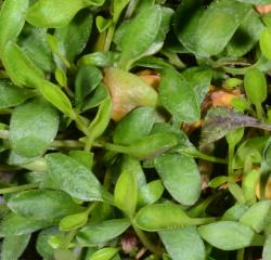 Cardamine alticola. Rosette leaves.
 Image: P.B. Heenan © Landcare Research 2019 CC BY 3.0 NZ